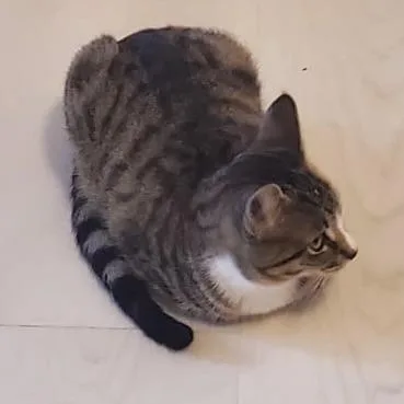 Felix thumbnail 2