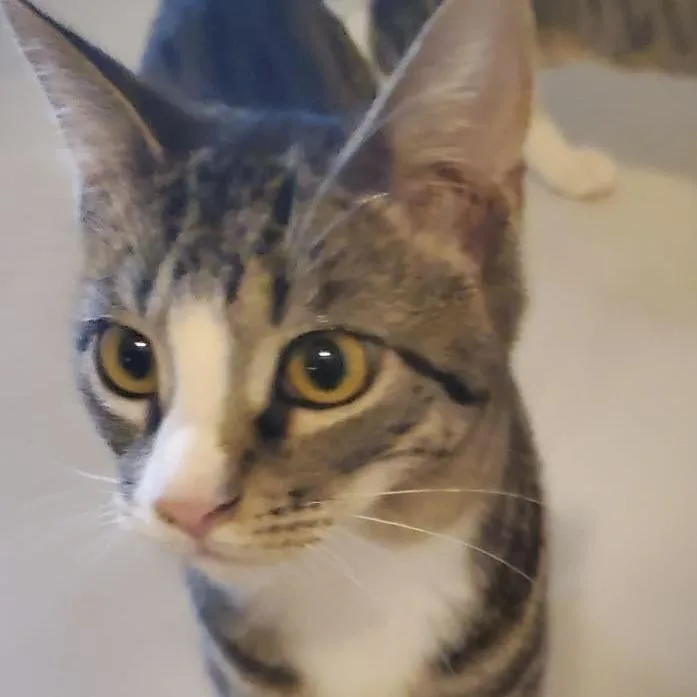 Felix thumbnail 3