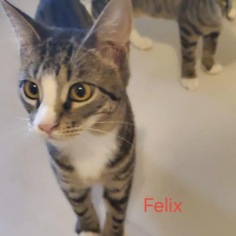 Felix thumbnail 5