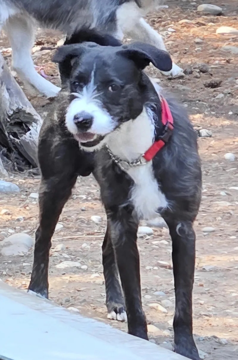 A young medium-sized male Black Terrier dog named Rocky for adoption in AUBURN, WA