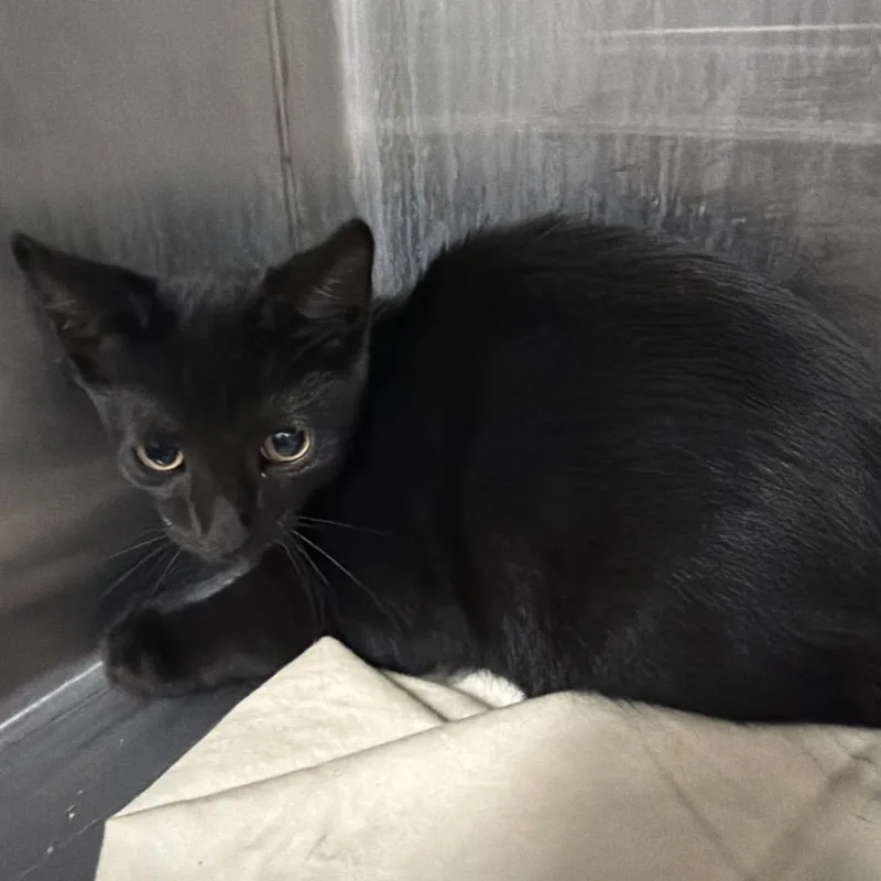 A baby small-sized male Black Domestic Short Hair cat named Tree for adoption in Montgomery, AL