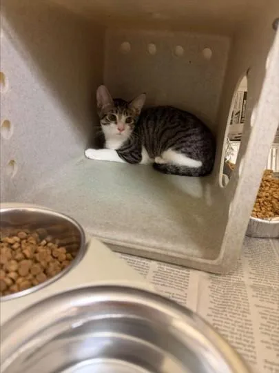 A baby small-sized female Domestic Short Hair cat named Dandy for adoption in Texas City, TX