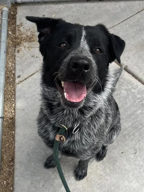 Milo