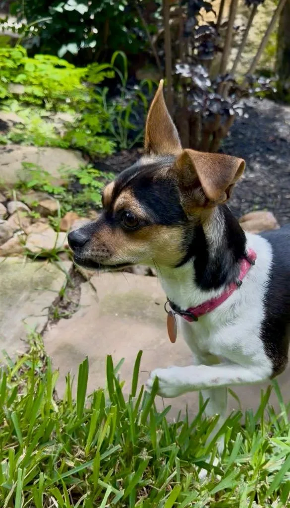 A baby small-sized female Tricolor (Brown, Black, & White) Rat Terrier dog named Amyloo for adoption in Alvin, TX