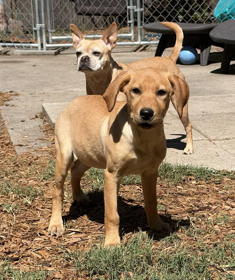 A young medium-sized female Labrador Retriever dog named Karen for adoption in Mt Pleasant, SC