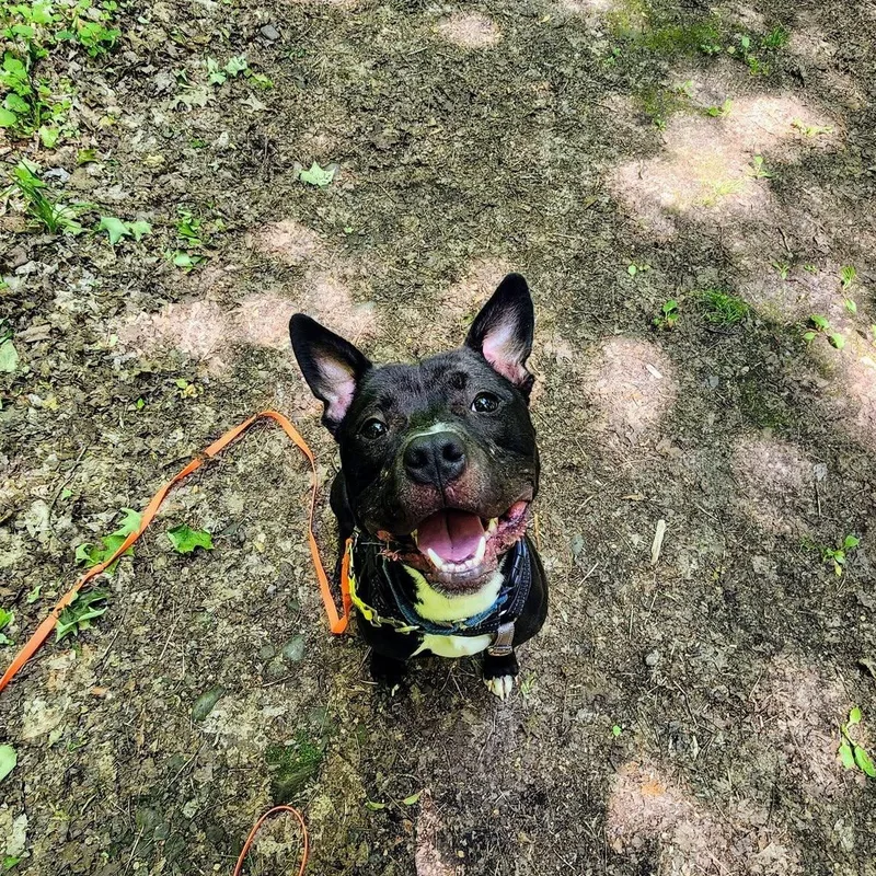 A young medium-sized male Terrier dog named Titan for adoption in North Syracuse, NY