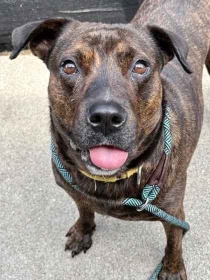 An adult medium-sized female Mixed Breed dog named Zita for adoption in Cincinnati, OH