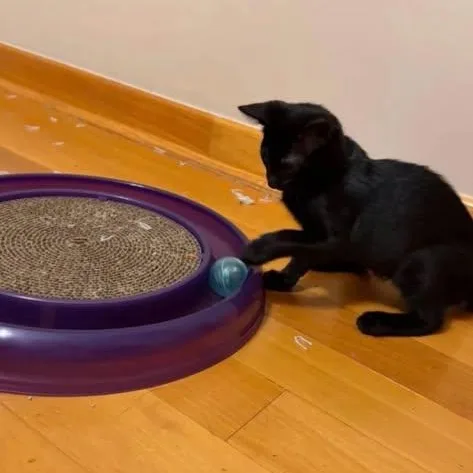 A baby small-sized female Domestic Medium Hair cat named Potato for adoption in Westland, MI