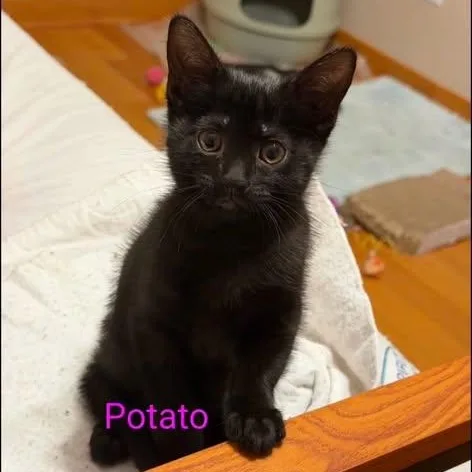 Potato thumbnail 3