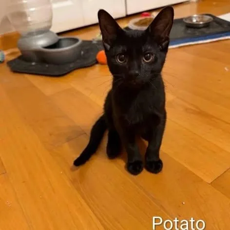 Potato thumbnail 4
