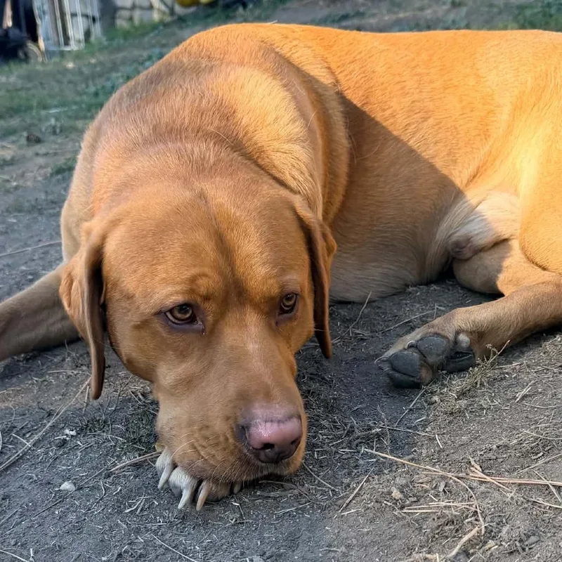 An adult large-sized male Golden Labrador Retriever dog named Max for adoption in Tacoma, WA