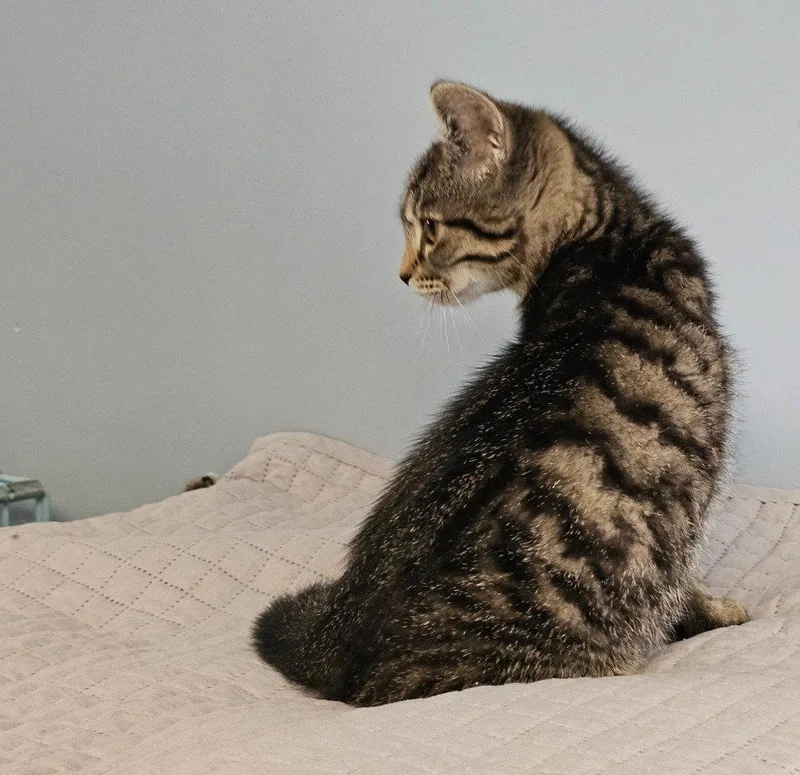 A baby small-sized male Domestic Short Hair cat named Sawyer for adoption in Lovingston, VA