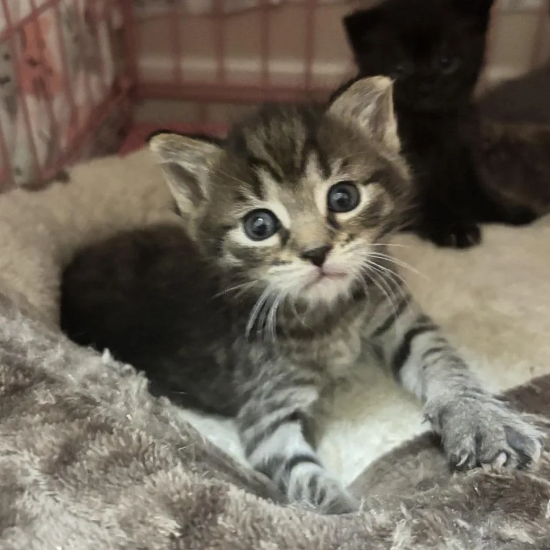 A baby small-sized male Brown / Chocolate Domestic Short Hair cat named Glitter for adoption in Bensalem, PA