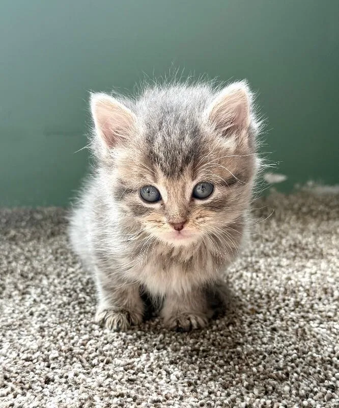 A young medium-sized male Tabby (Gray / Blue / Silver) Domestic Short Hair cat named Piston for adoption in Warren, PA