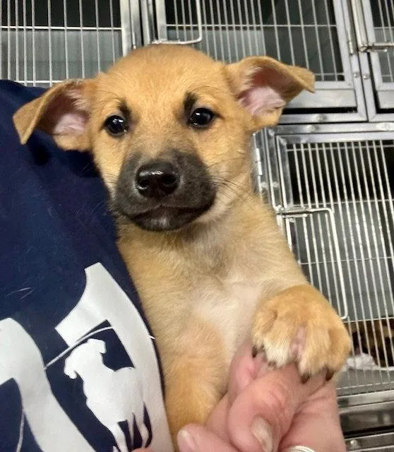 A baby medium-sized male Labrador Retriever dog named Ridge for adoption in Lake Hopatcong, NJ