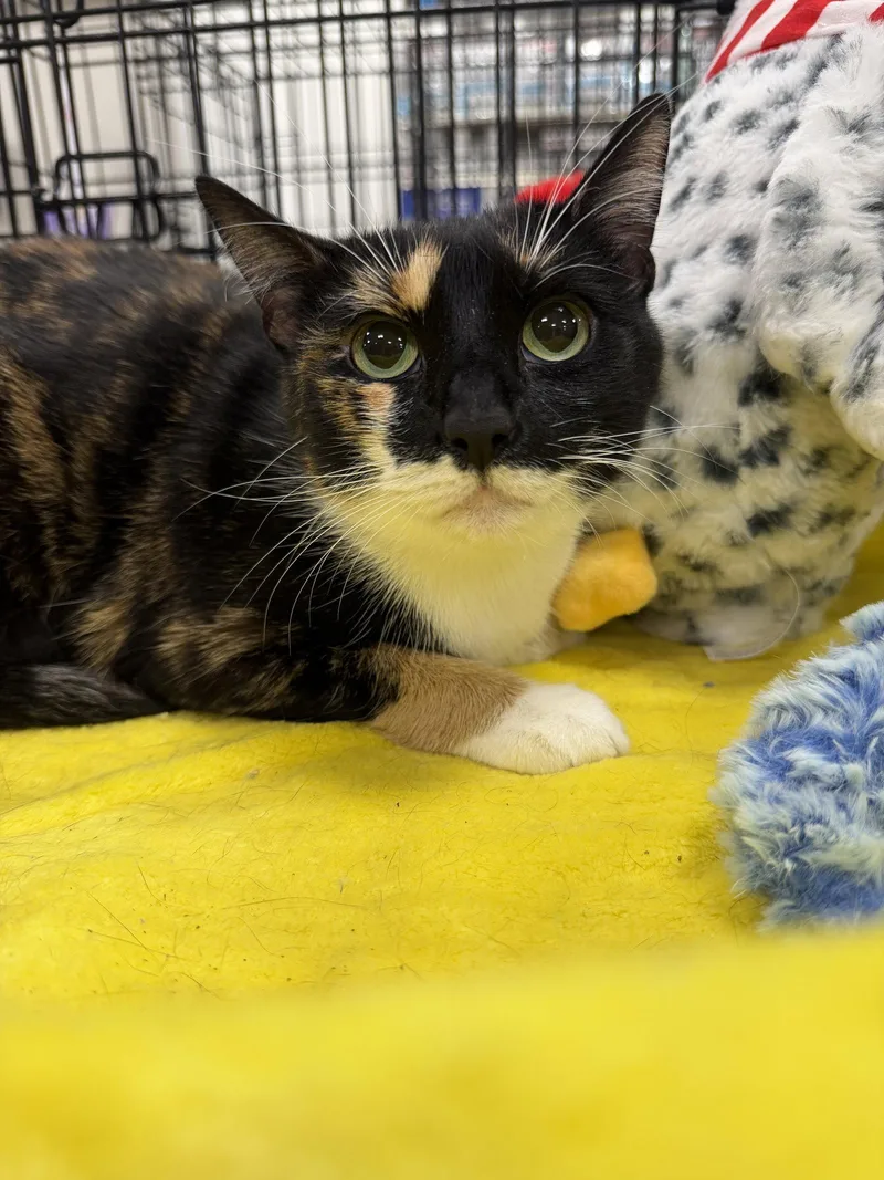 An adult medium-sized female Calico cat named Willow for adoption in Pompano Beach, FL