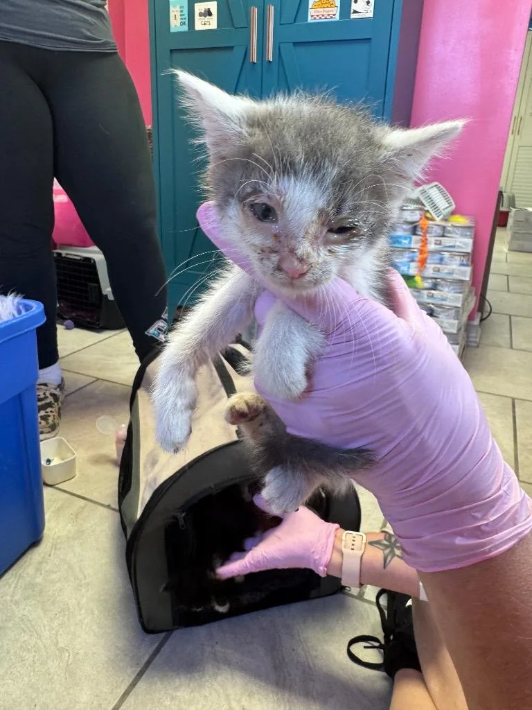 A baby medium-sized male Domestic Short Hair cat named Knox for adoption in Johnson City, TN