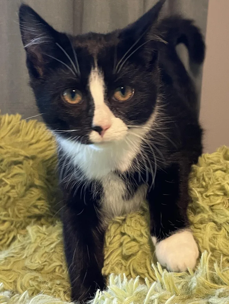 A baby medium-sized female Black & White / Tuxedo Domestic Short Hair cat named Wonda for adoption in China Township, MI