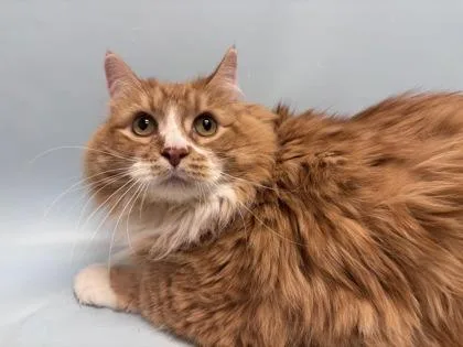 A senior small-sized male Domestic Short Hair cat named Watson for adoption in Woodbury, MN