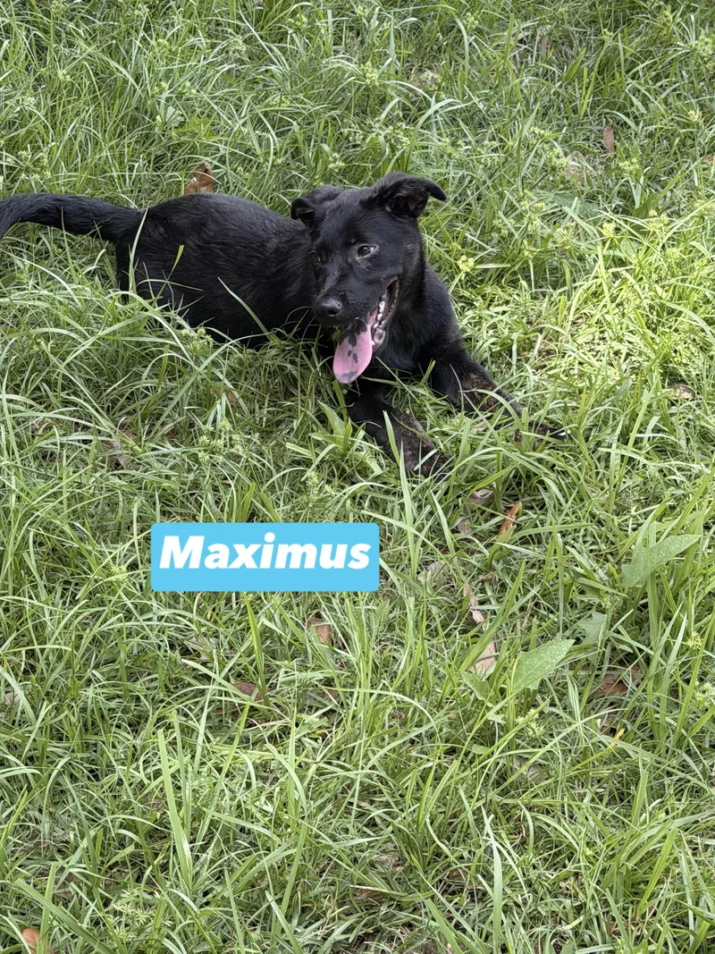 Maximus thumbnail 3