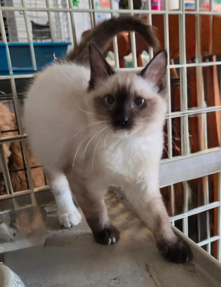 Snowball