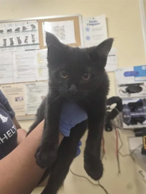 A baby small-sized male Domestic Short Hair cat named Thalleus for adoption in Fremont, CA