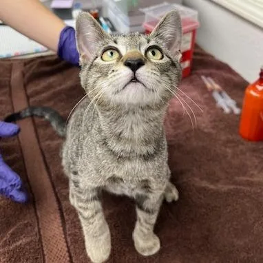 A baby small-sized male Brown / Chocolate Domestic Short Hair cat named Marley for adoption in Pleasant Hill, CA