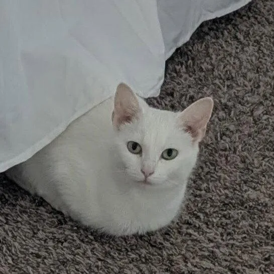 An adult medium-sized female White Domestic Short Hair cat named Edith for adoption in Candler, NC