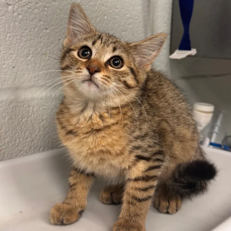 A baby small-sized female Brown / Chocolate Domestic Short Hair cat named Yang for adoption in Birdsboro, PA