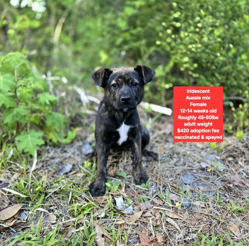 A baby medium-sized female Australian Shepherd dog named Iridescent for adoption in Oviedo, FL