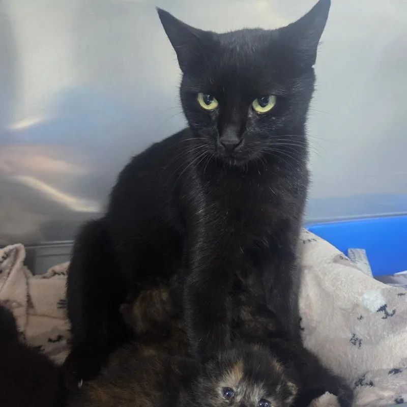 A young medium-sized female Black Domestic Short Hair cat named Krissy for adoption in Marble, NC