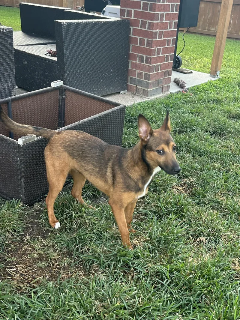 A young medium-sized female Brown / Chocolate Smooth Fox Terrier dog named Melody for adoption in Manvel, TX
