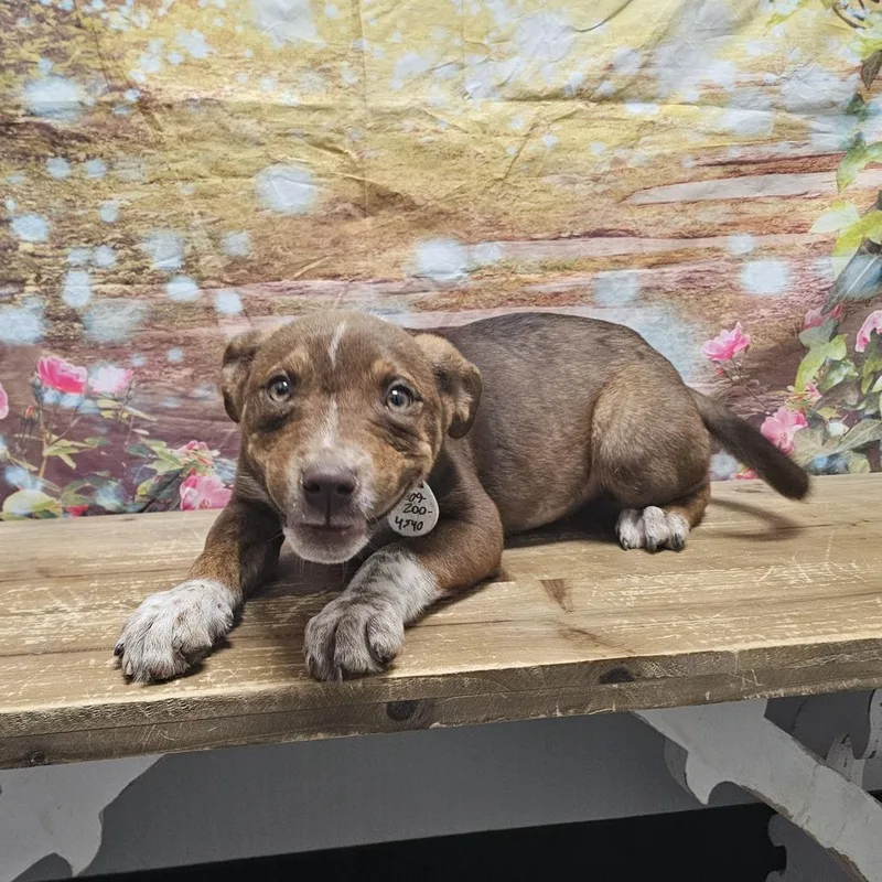 A baby medium-sized female Brown / Chocolate Cattle Dog dog named Zoozy for adoption in Normal, IL