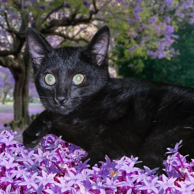 A baby medium-sized female Domestic Short Hair cat named Soft like Blackvelvet for adoption in Elizabeth, PA