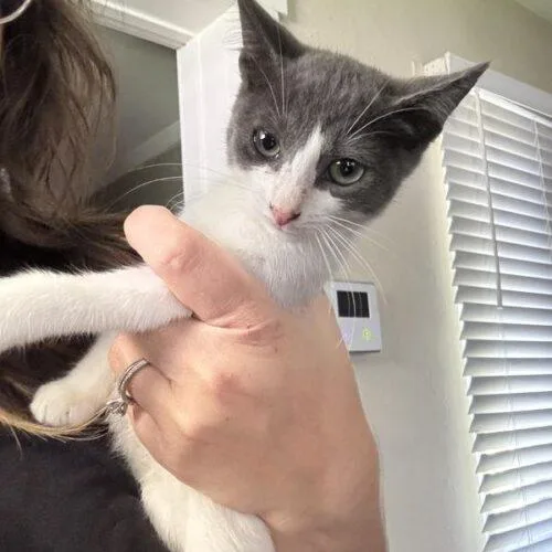 A baby small-sized female Domestic Short Hair cat named Mars for adoption in Tampa, FL