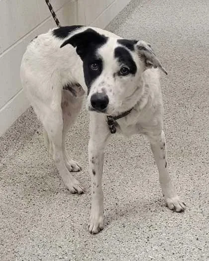 An adult large-sized male White / Cream Mixed Breed dog named Cavalier for adoption in Kansas City, MO