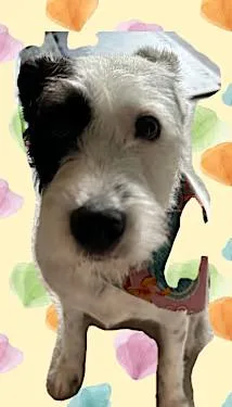 A young medium-sized female German Wirehaired Pointer dog named Lola for adoption in Santa Ana, CA