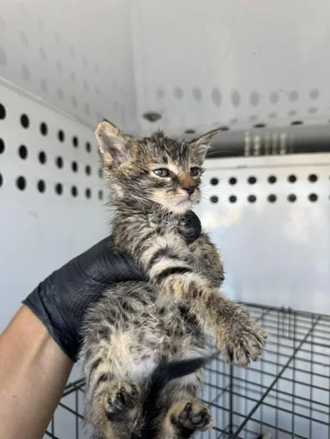 A baby small-sized female Domestic Short Hair cat named Brooke for adoption in Stockton, CA