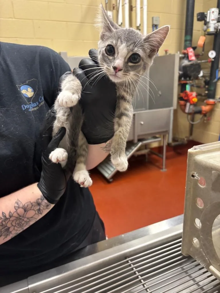 A baby small-sized male Domestic Short Hair cat named Grape for adoption in Douglasville, GA