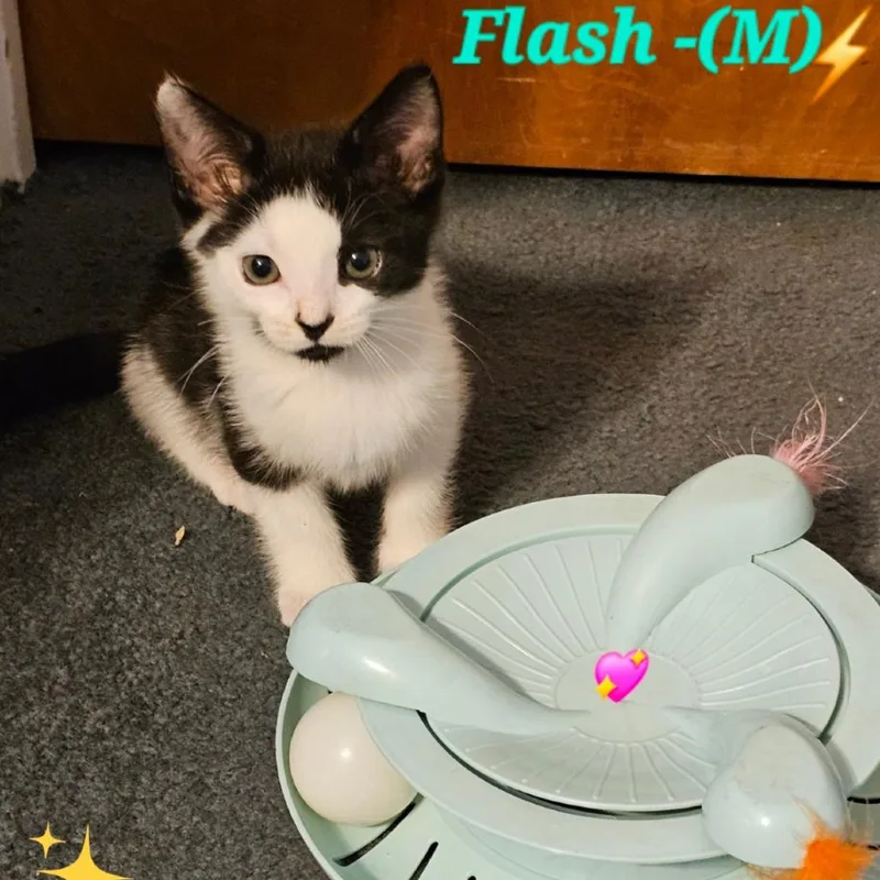 A baby small-sized male Black Domestic Short Hair cat named Flash for adoption in Westminster, CA