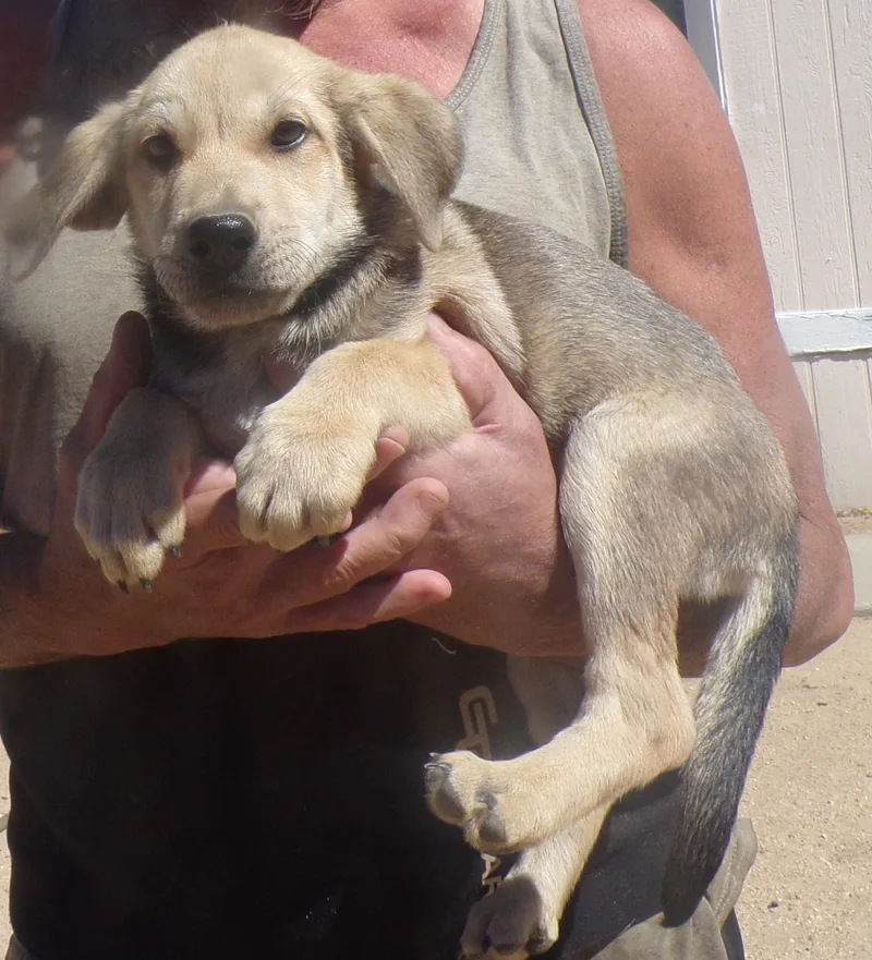 A baby large-sized male Yellow / Tan / Blond / Fawn Labrador Retriever dog named Haas for adoption in Corona, CA