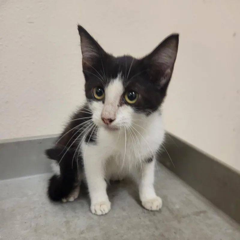 A baby small-sized female Black Domestic Short Hair cat named SCFLStray for adoption in Lake Panasoffkee, FL