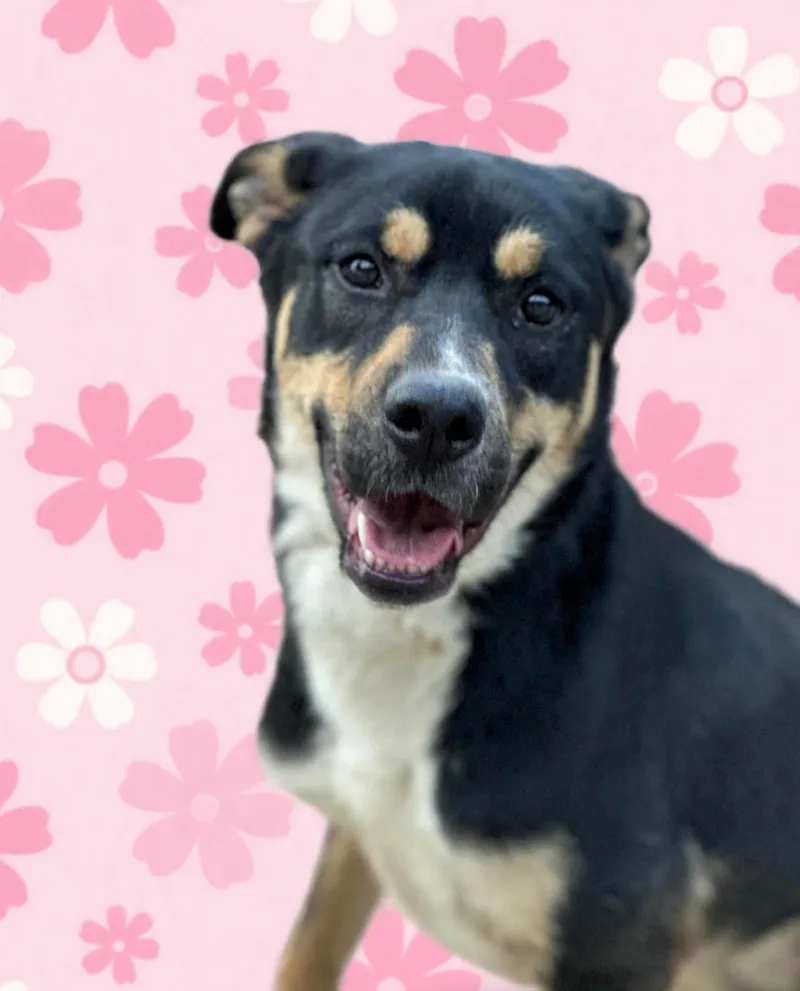 A young medium-sized female Black German Shepherd Dog dog named Laverne for adoption in San Antonio, TX