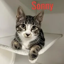Sonny