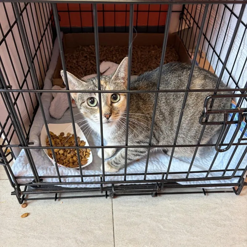 A young small-sized female Domestic Short Hair cat named Marie for adoption in Newark, NJ