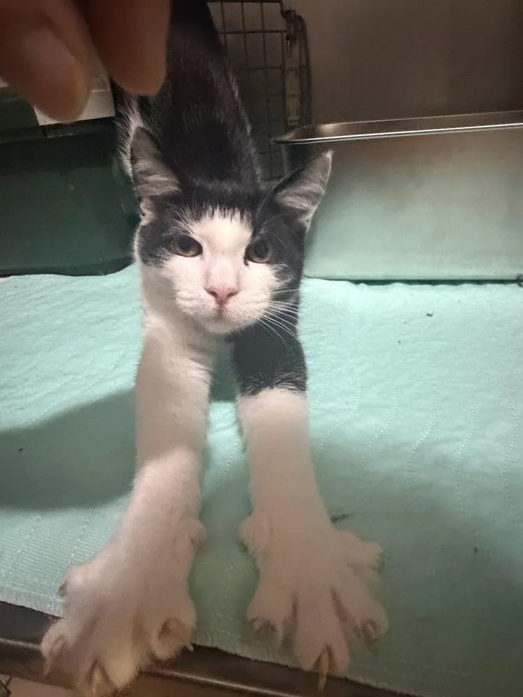 A baby medium-sized male Gray / Blue / Silver Domestic Short Hair cat named Rowan East Rockaway for adoption in Westbury, NY