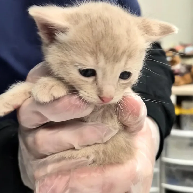 A baby small-sized male Buff / Tan / Fawn Domestic Short Hair cat named Twix for adoption in Vineland, NJ