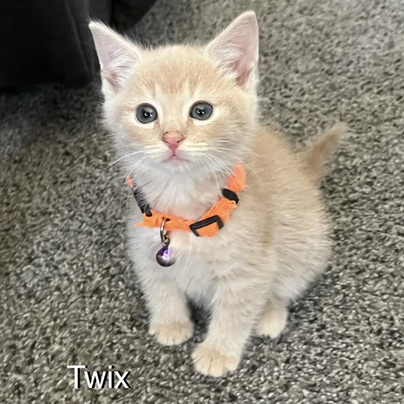 Twix thumbnail 2