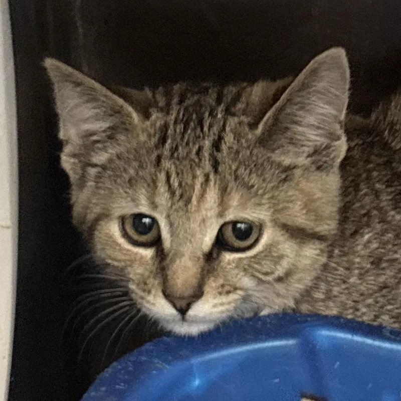 A baby small-sized female Brown / Chocolate Domestic Short Hair cat named Margarita for adoption in Philadelphia, PA