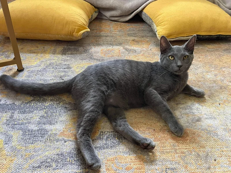An adult medium-sized male Gray / Blue / Silver Domestic Short Hair cat named Froggy =^.^= for adoption in Jacksonville, FL